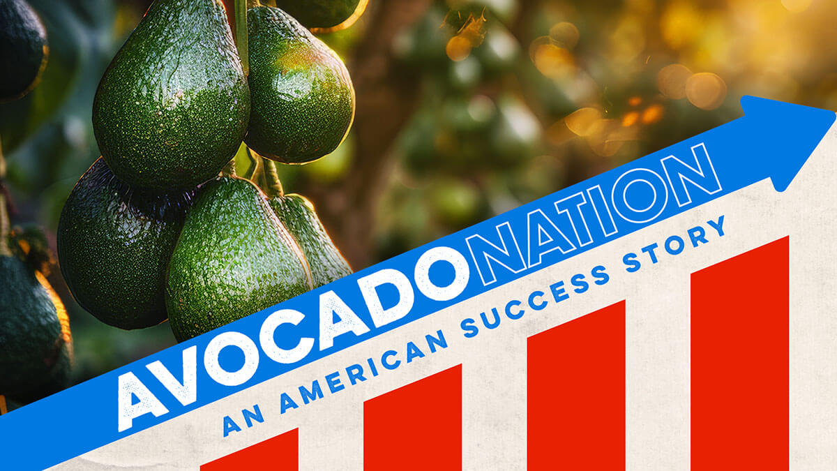 Avocado Nation postcard