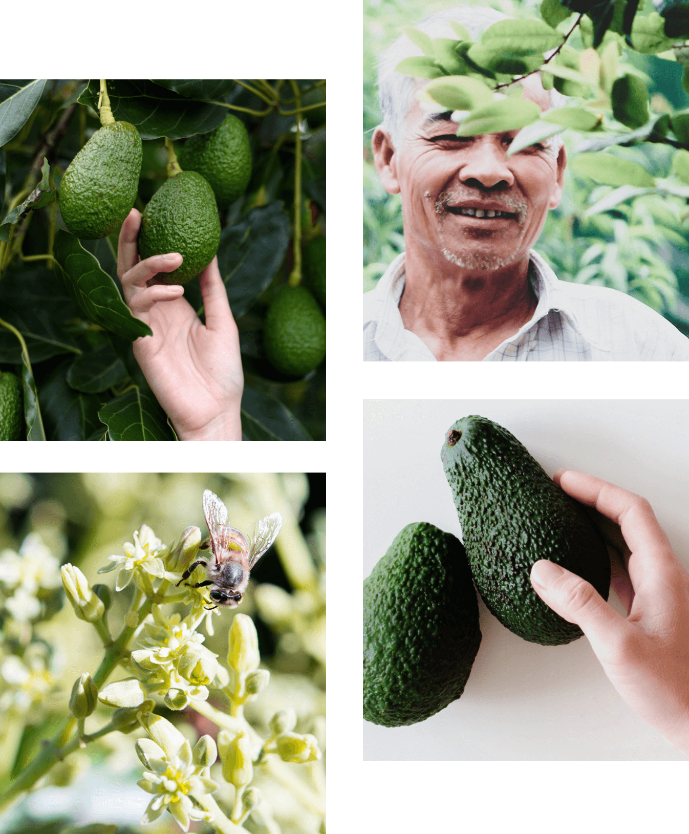 avocado collage